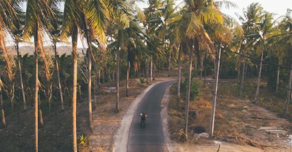 Tall-friendly Motorcycles. - From above of anonymous person riding motorbike on asphalt road surrounded with tall verdant palms in daytime