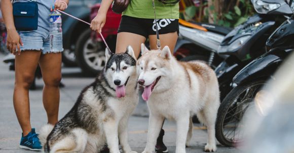 Motorcycle Accidents: Animals. - Two Adult Alaskan Malamutes