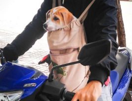 Tips for Riding Safely with Pets on a Motorcycle